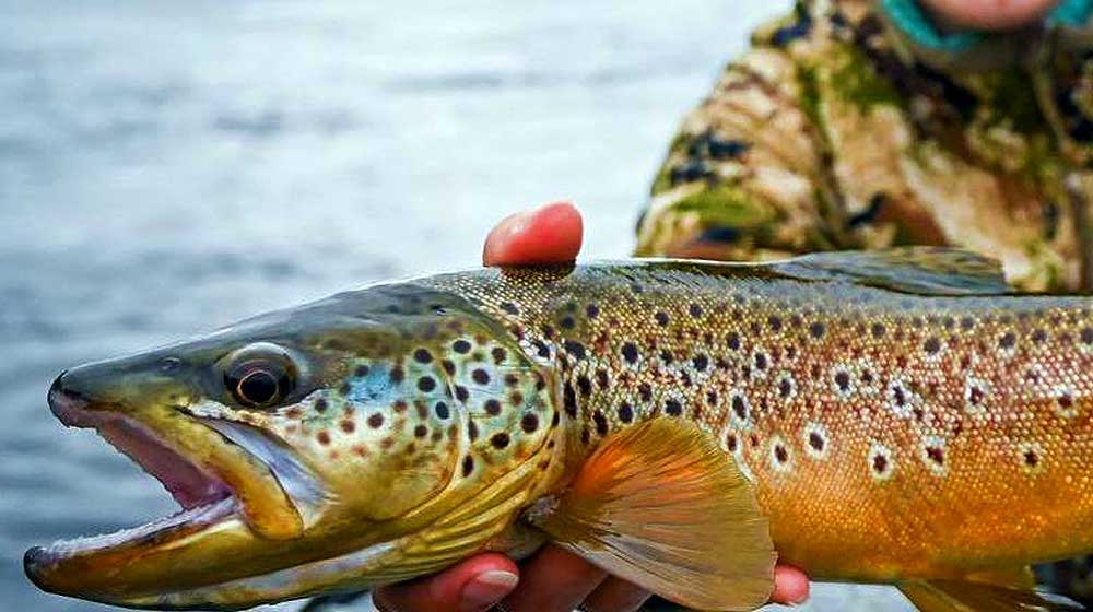 April 1 is Trout Fishing Time! image of trout