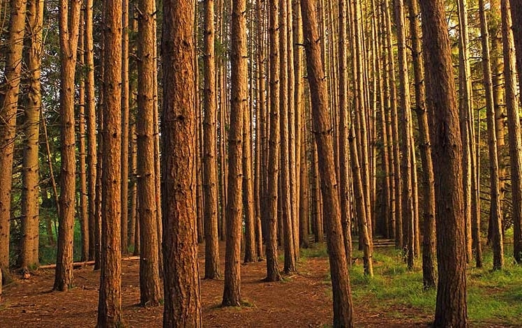 Austin-T.-Blakeslee-Natural-Area-Red-Pine-Plantation