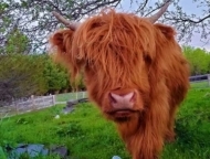 Beaver Lake Farm scottish highland cow