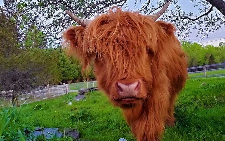 Beaver Lake Farm scottish highland cow