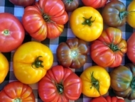 Bialecki Farms tomatoes