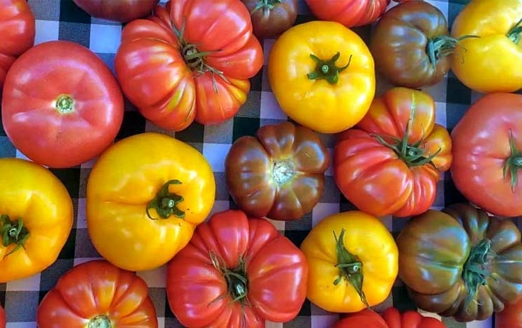 Bialecki Farms tomatoes