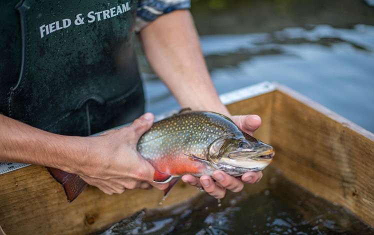 Big-Brown-Brook-Trout-boy-with-trout