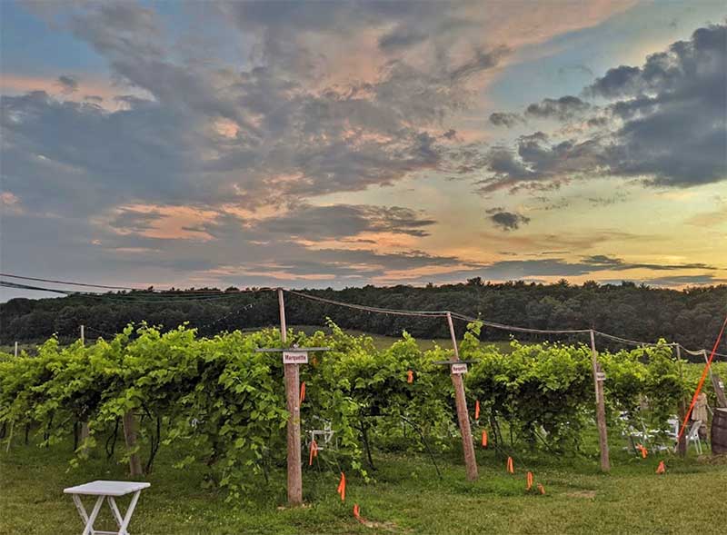 the vineyard and the sky