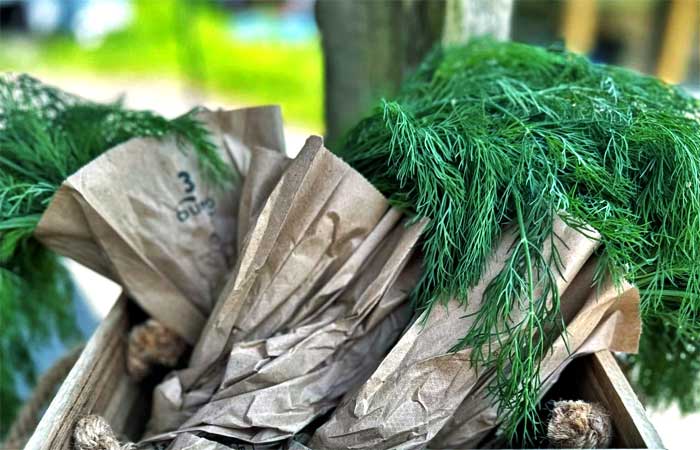 Breezy Hills Farm Herbs