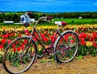 Brown Hill Farms Bike and Tulips