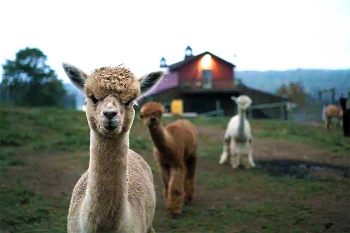 Buck Brook Alpaca Heaven llamas in the barnyard
