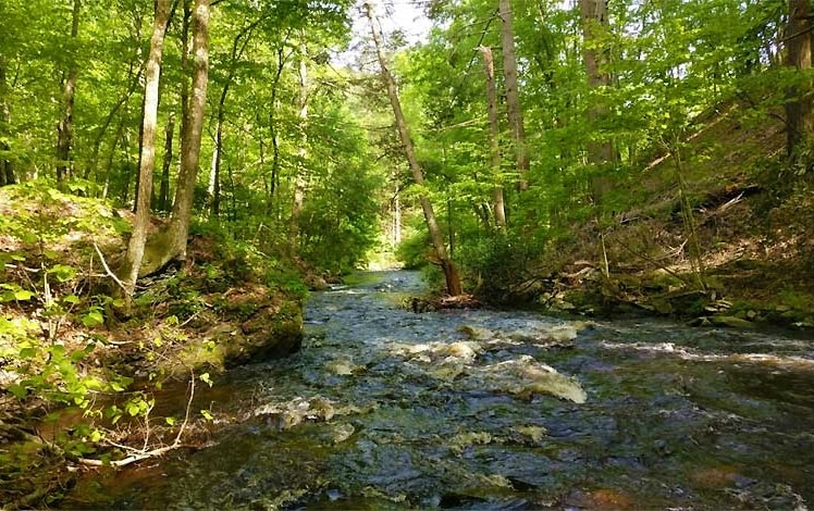 Cherry Valley National Wildlife Refuge tree lined stream