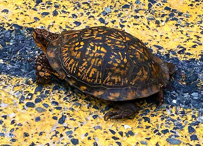 Cherry Valley National Wildlife Refuge male eastern box turtle