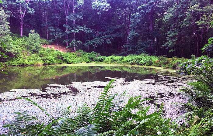 Cornelia-&-Florence-Bridge-Nature-Preserve-cornelia-pond