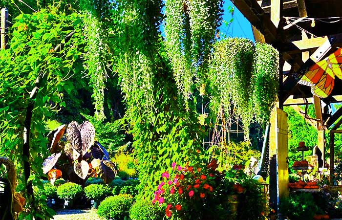 Creekside Gardens Hanging Plants