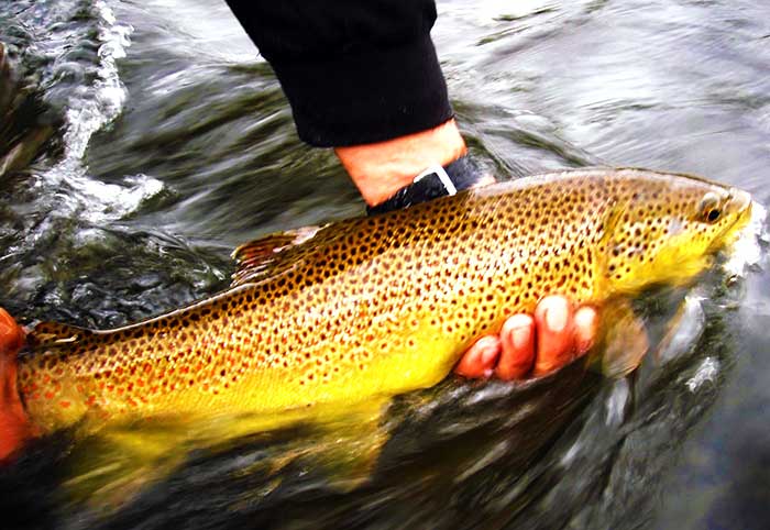 Cross Current Guide Service brown trout