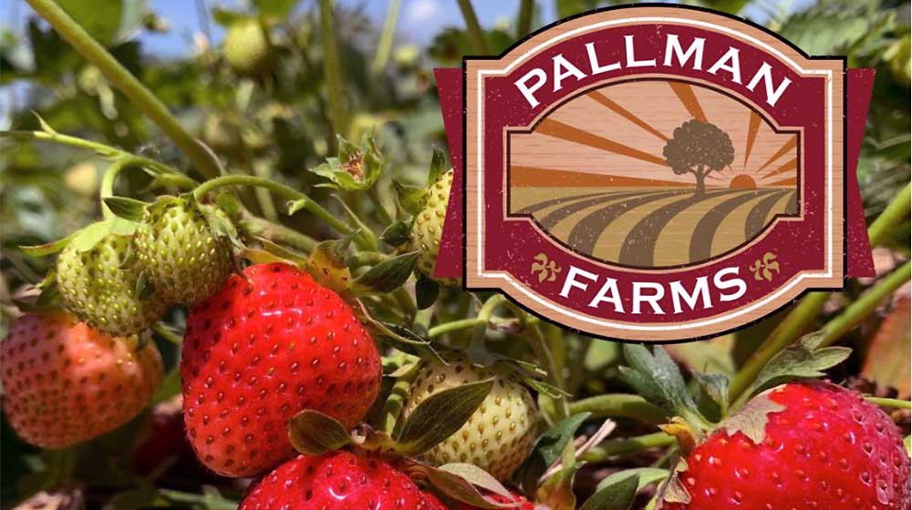 Event Pallman Farms Strawberry Picking