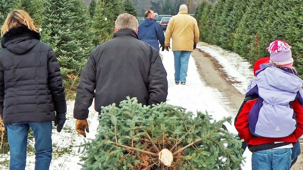 The Perfect Tree from Yenser's Tree Farm Photo