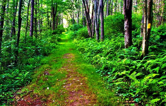 Frances Slocum State Park Pathway