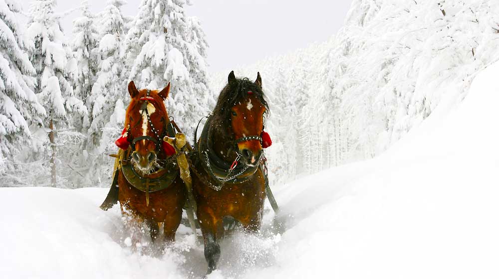 hawley Winterfest Sleigh Ride