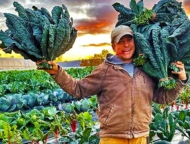 Hearty Hill Farm Kale Harvest