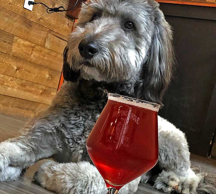 brewery dog