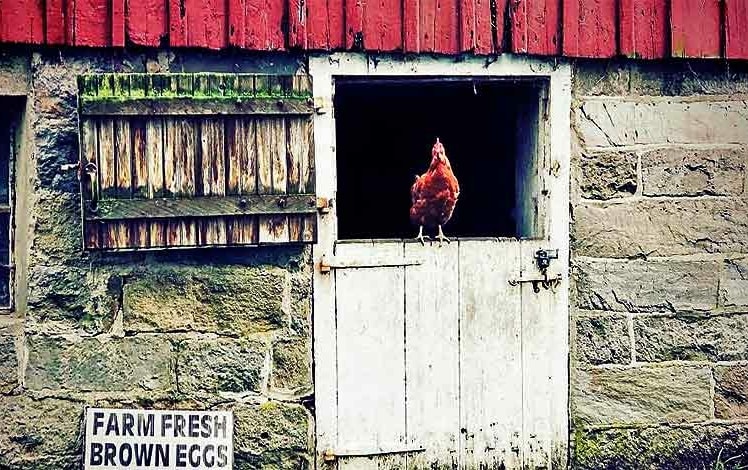 Huhn Farms barn exterior with chicken