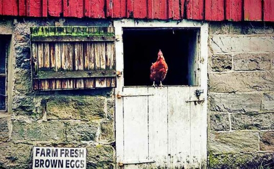Huhn Farms barn exterior with chicken
