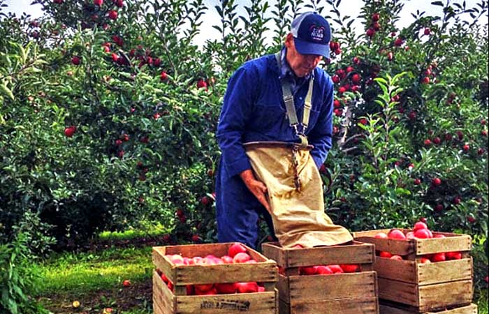 Klim's Orchard Crates of Apples