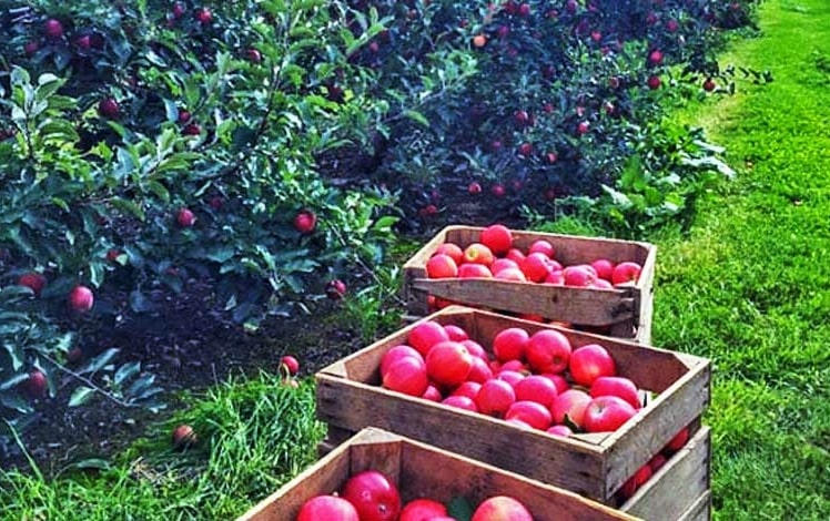 Klim’s Orchard Row of Trees