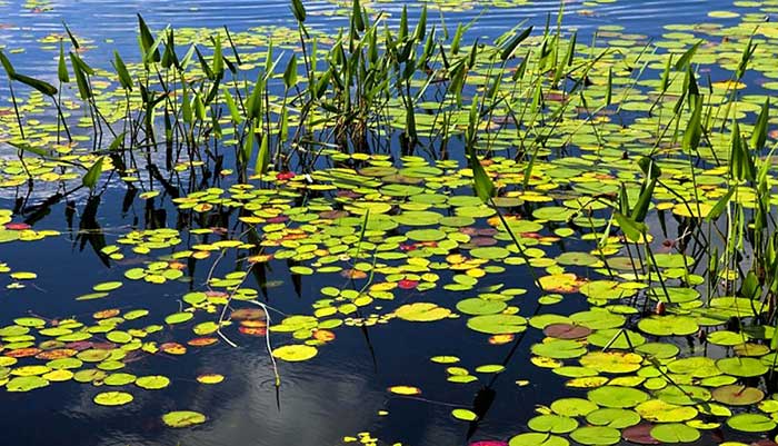 Lake Lacawac lilypads on the water