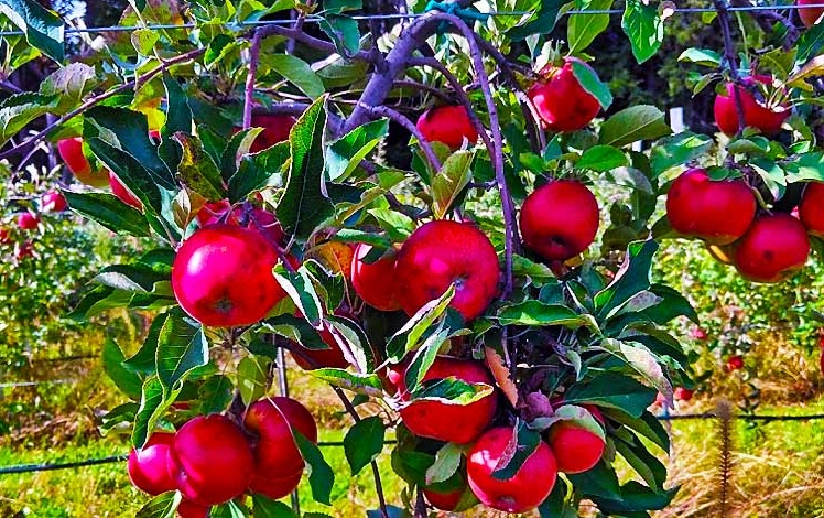 Majestic Farm Apples