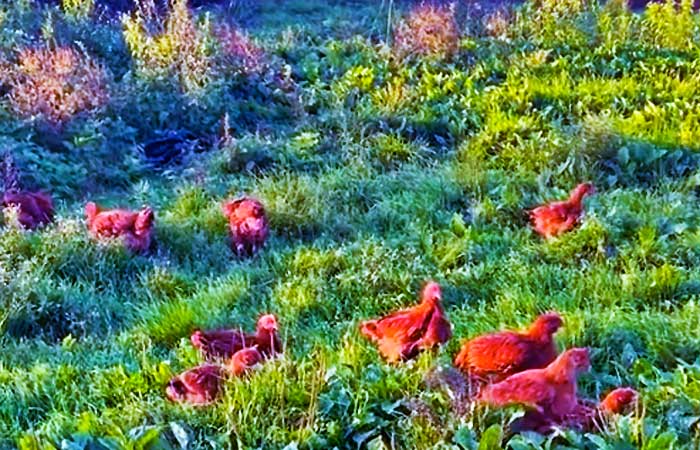 Majestic Farm Chicken