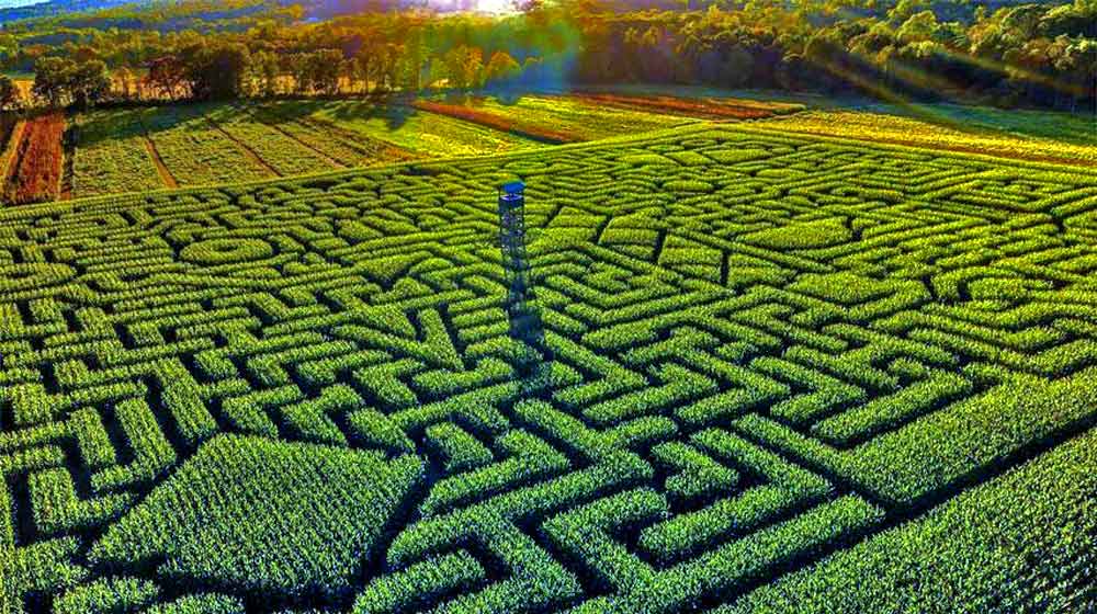 Mazezilla Maze