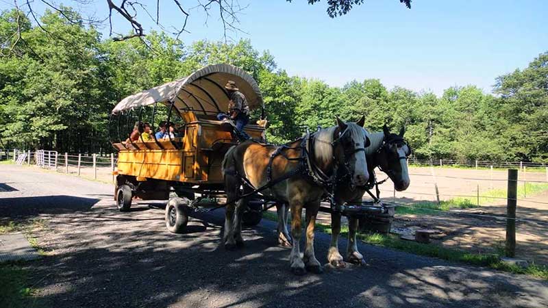 Mountain-Creek-Riding-Stable-Horse-drawn-Wagon-in-spring