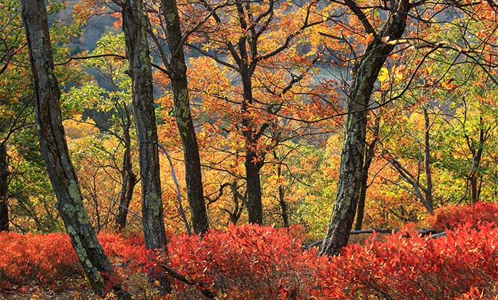 Mt.-Wismer-at-Gravel-Preserve-in-the-fall