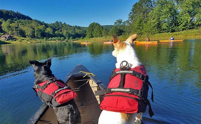 Northeast Wilderness Experience dogs in kayak