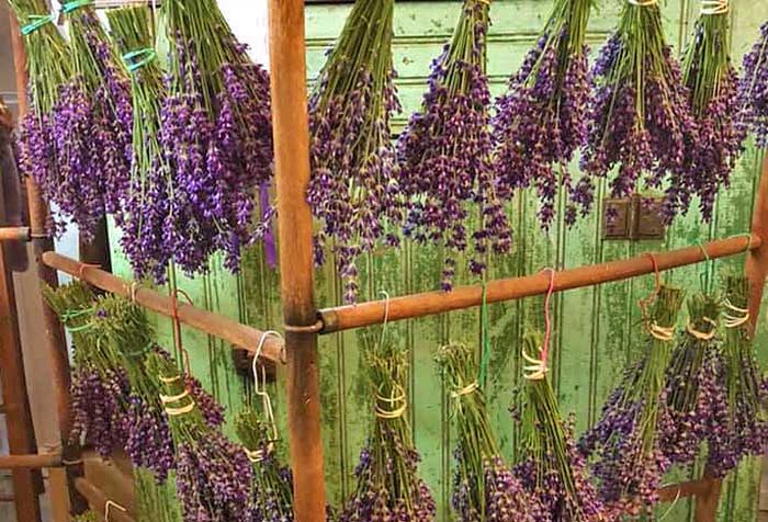 lavender bunches hanging on a rock