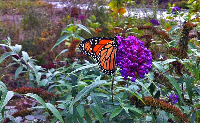 Pocono Heritage Land Trust butterfly on flower blossom