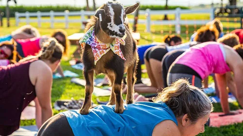 Poconos Canna Fest goat therapy