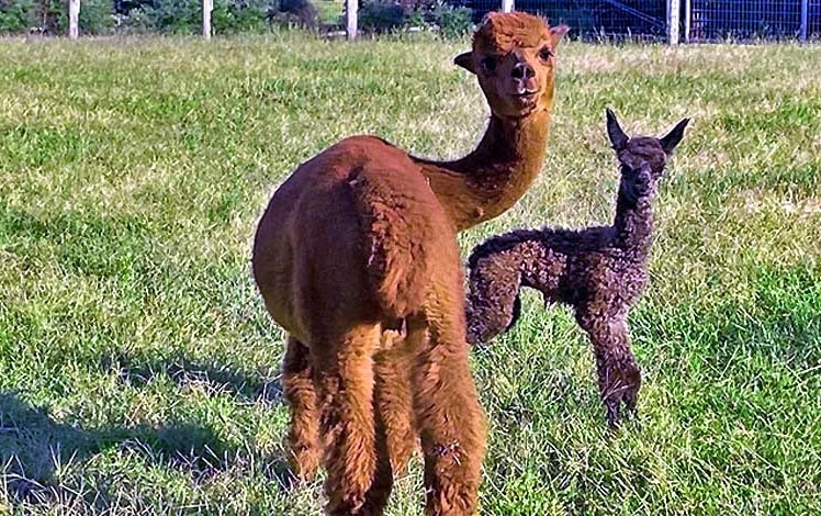 Pohopoco Creek Alpacas pair