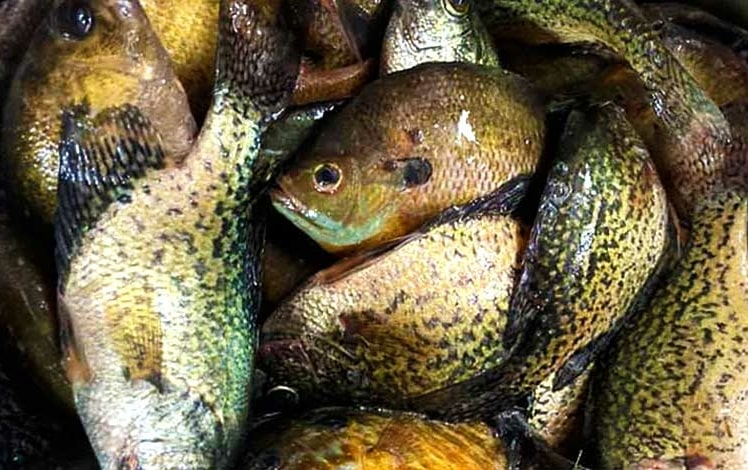 bucket of caught fish