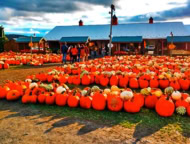 Roba Family Farm Pumpkin Patch