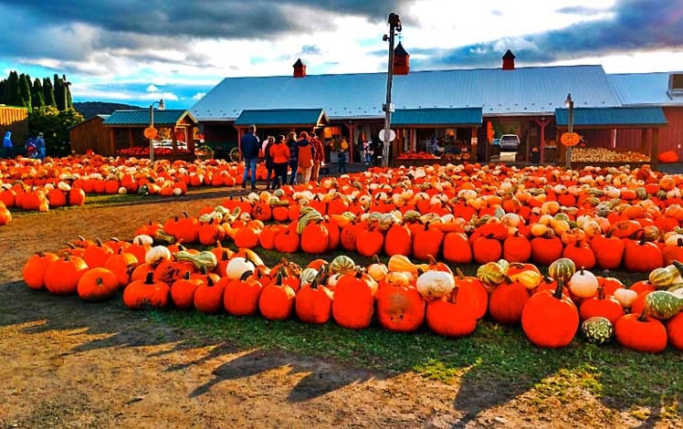 Roba Family Farm Pumpkin Patch