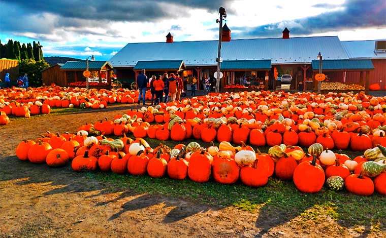 Roba Family Farm Pumpkin Patch