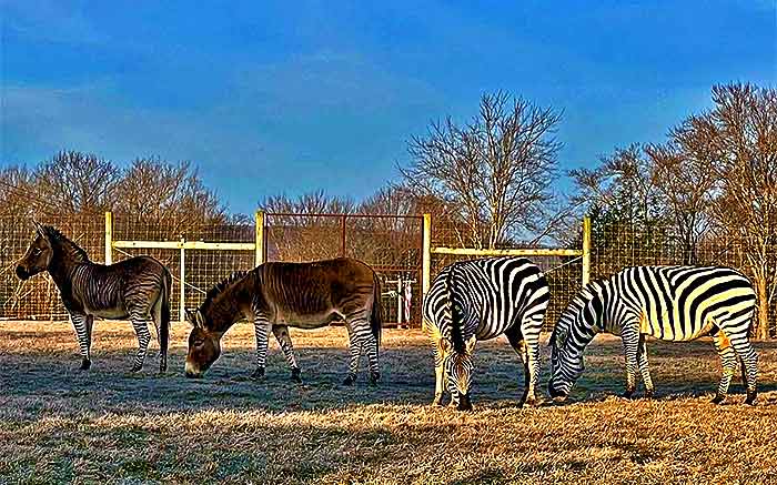 wildlife ranch safari petting zoo