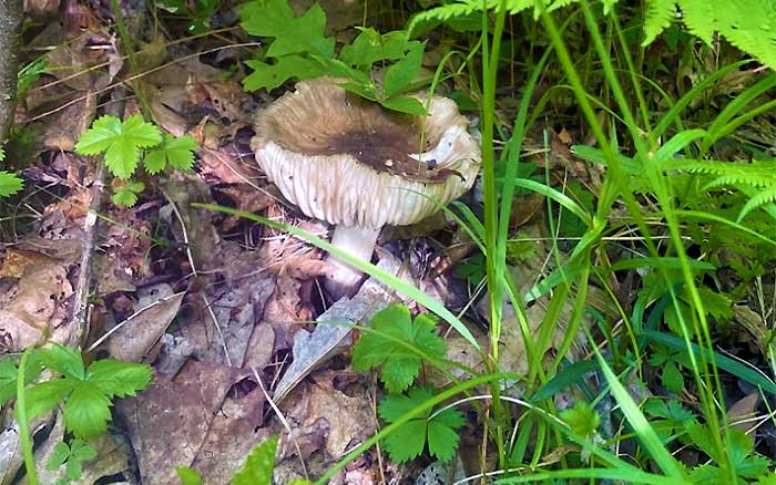 Shuman Point Hiking Trail mushroom growing along trail