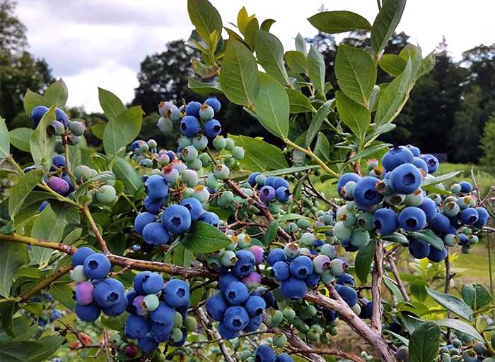 Stevens Farm Market blueberry bushes