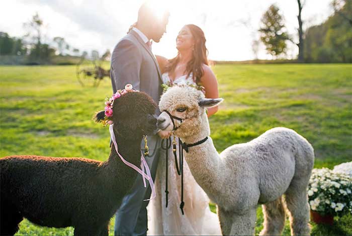 The Barn on Hubbard couple posing with llamas