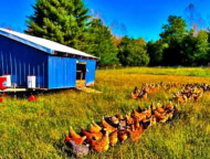 The Naughty Dog Farm Chickens