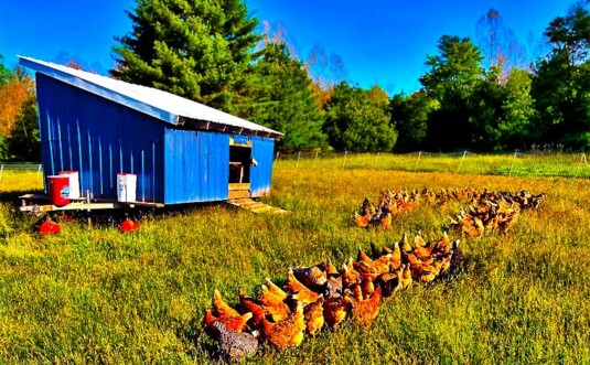 The Naughty Dog Farm Chickens