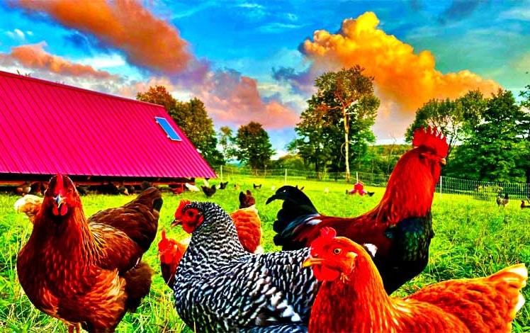 Two Creek Farm Chickens