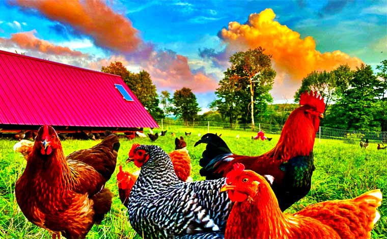 Two Creek Farm Chickens