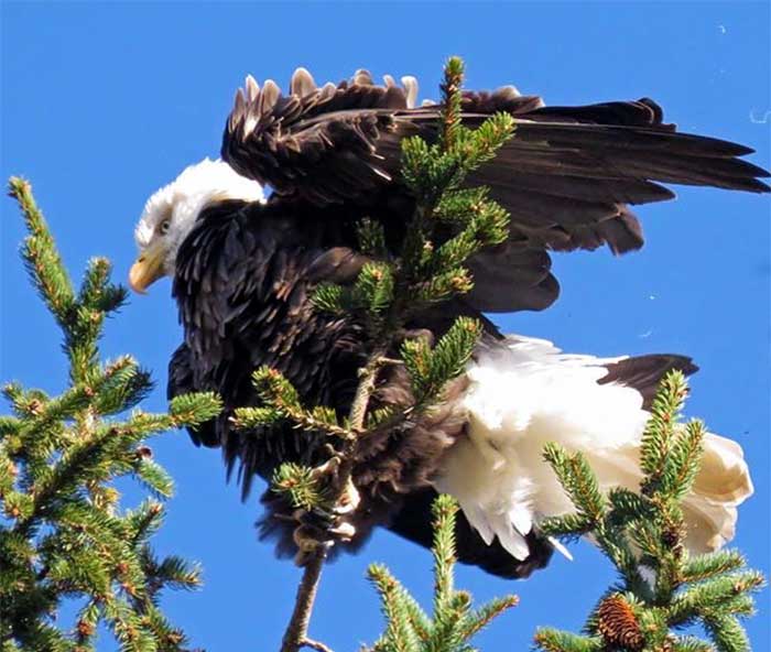 upper delaware scenic and recreational river bald eagle